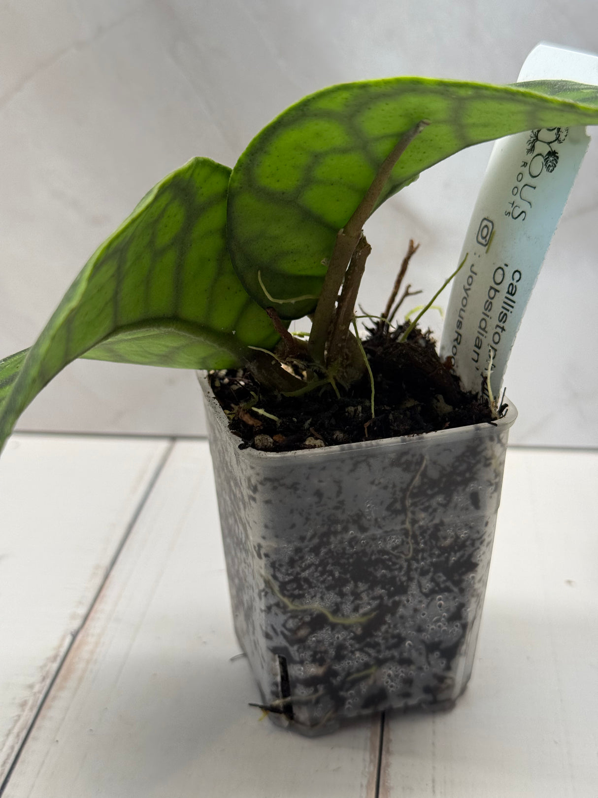 D-819 callistaphylla ‘Obsidian’