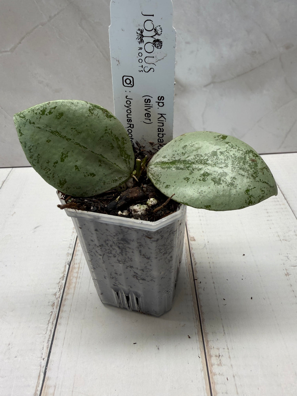 D-827 sp. Kinabalu (silver)