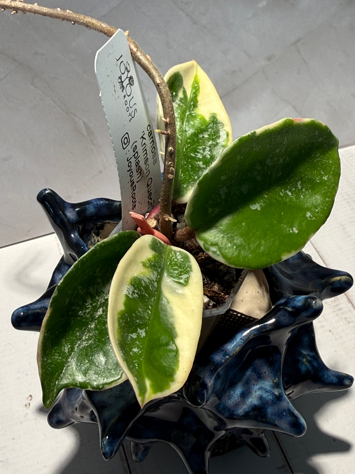 D-933 carnosa ‘Krimson Queen’ (splash)