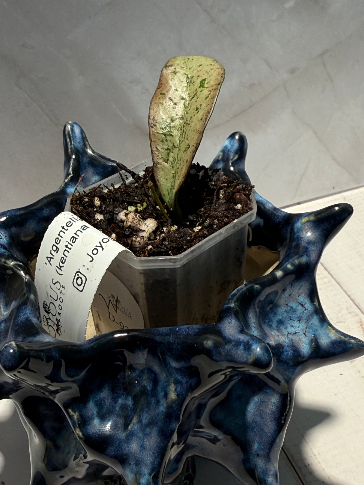D-935 ‘Argentella Luna’ (kentiana x lamingtoniae)