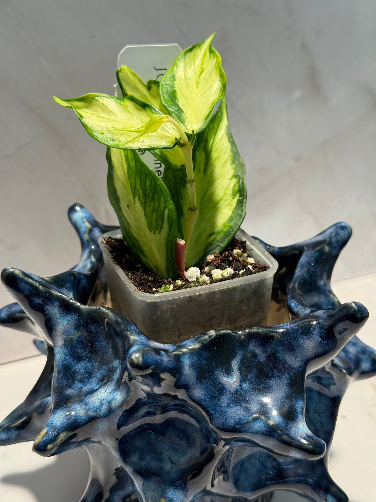 D-936 polyneura (inner variegated)