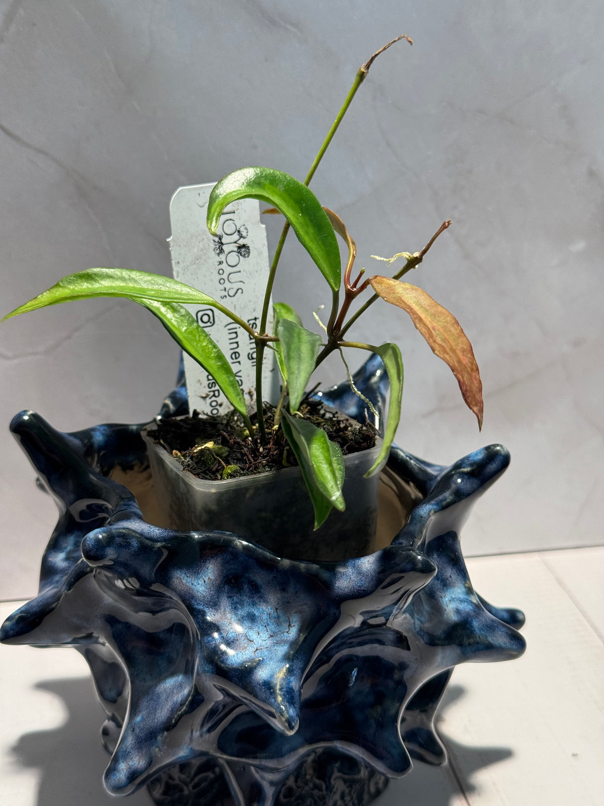 D-939 tsangi (inner variegated)