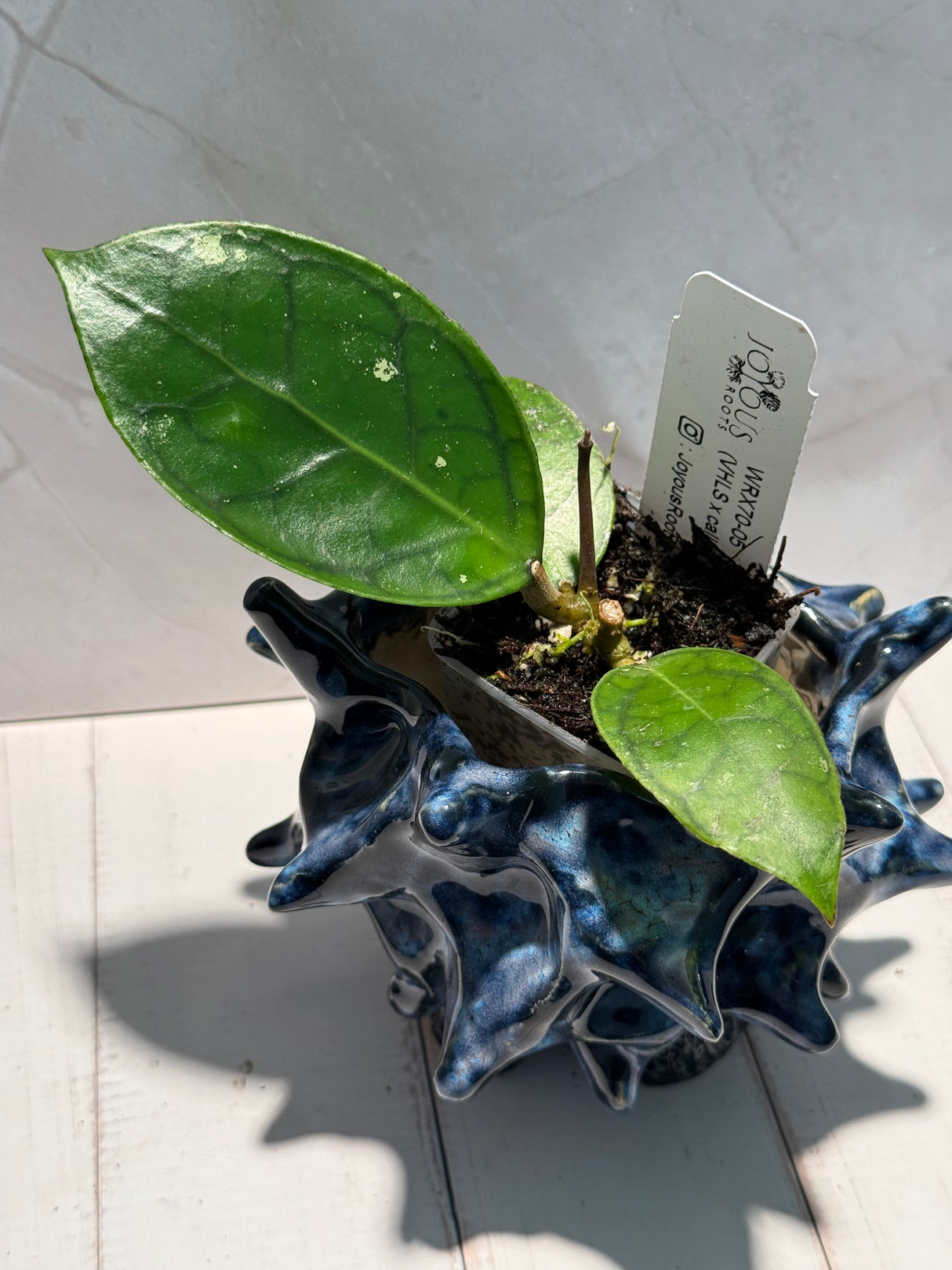 D-947 WRX70-05 (VHLS x callistophylla)