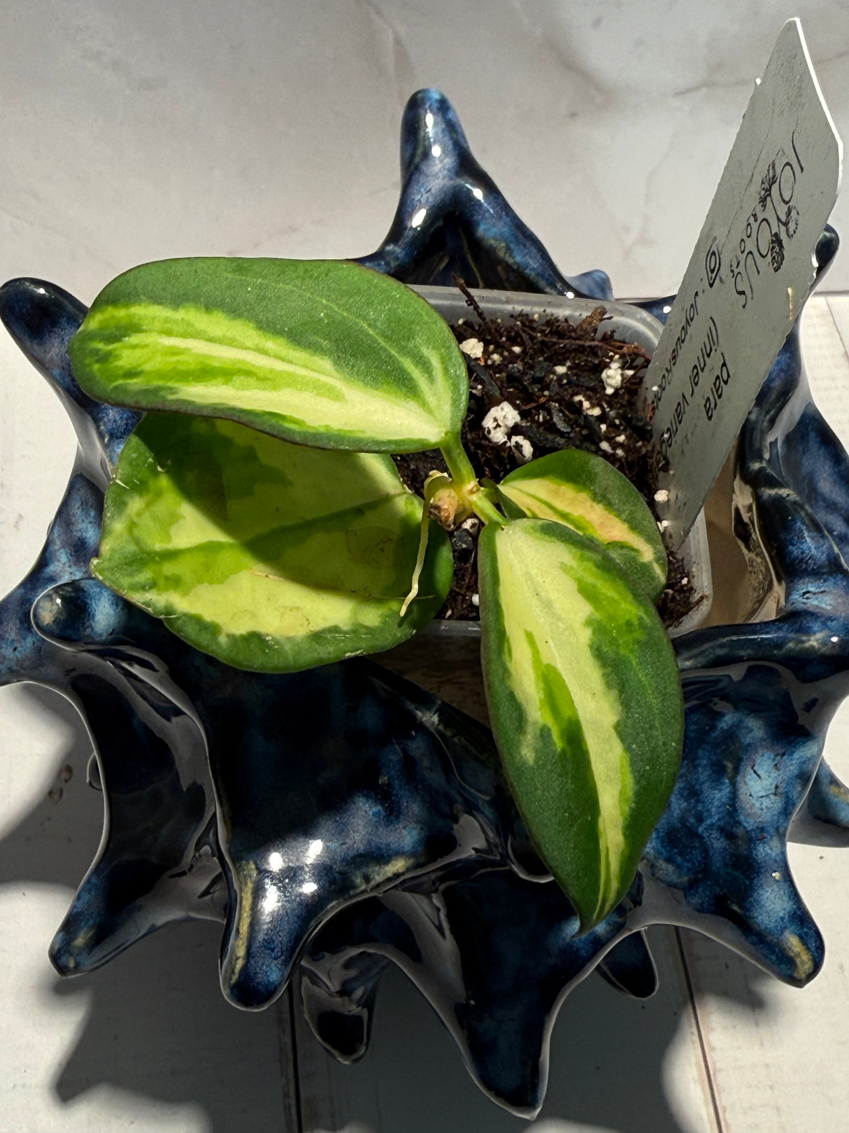 D-949 para (inner variegated)