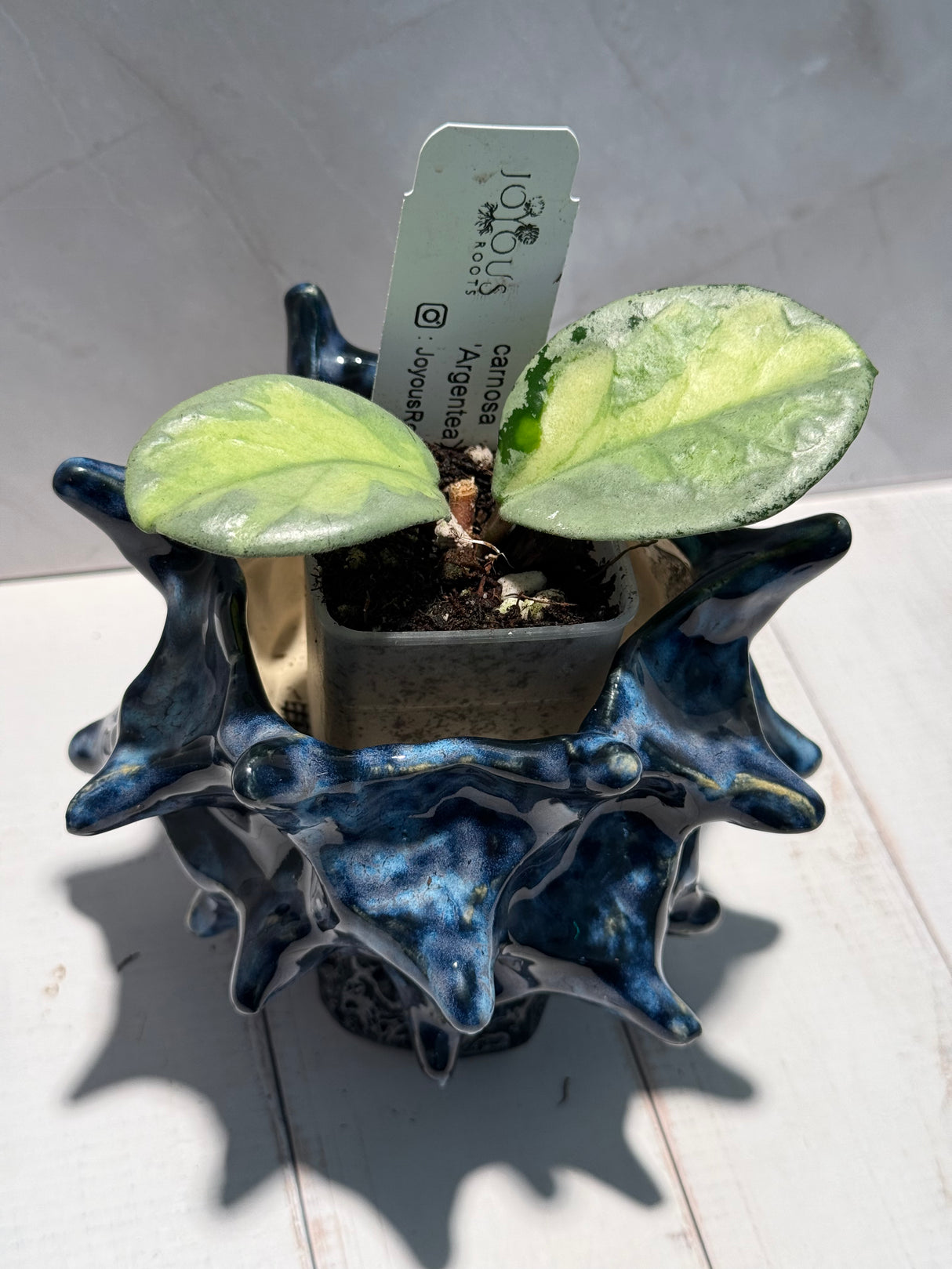 D-946 carnosa ‘Argentea Princess’