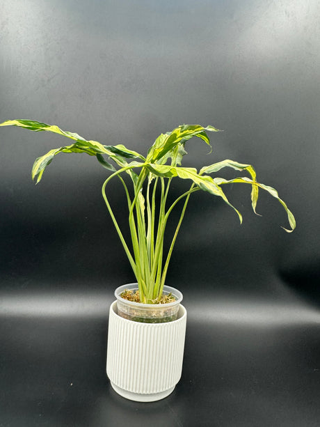 4” Spathiphyllum - Tricolor (ST-1)