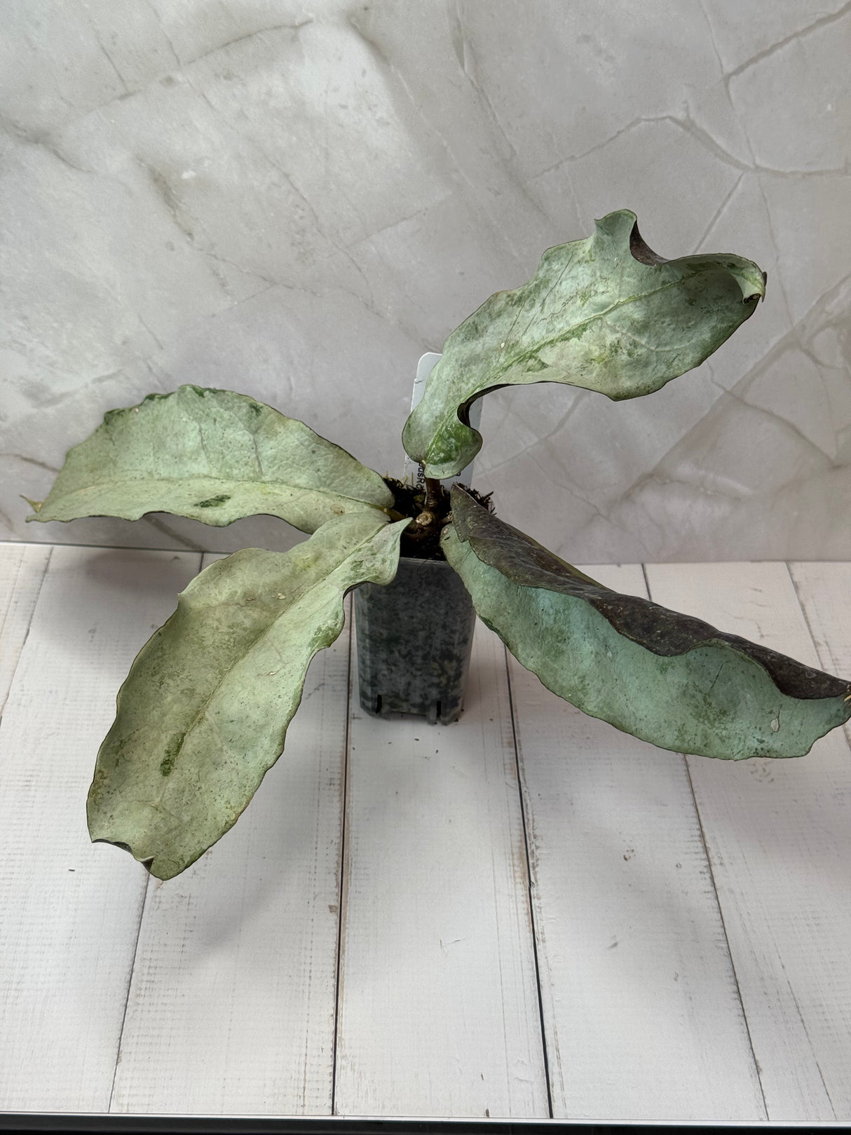 E-054 mitrata (buntok, silver)