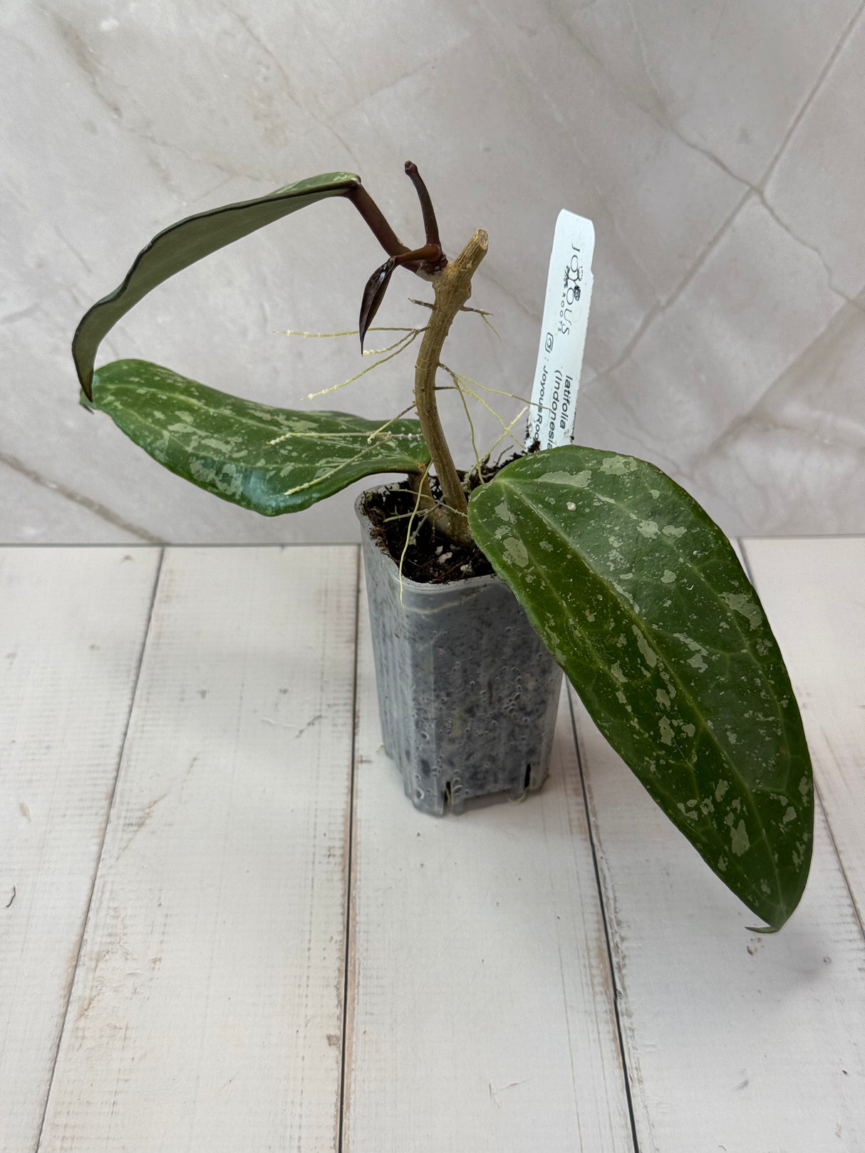 E-064 latifolia (Indonesia, silver)