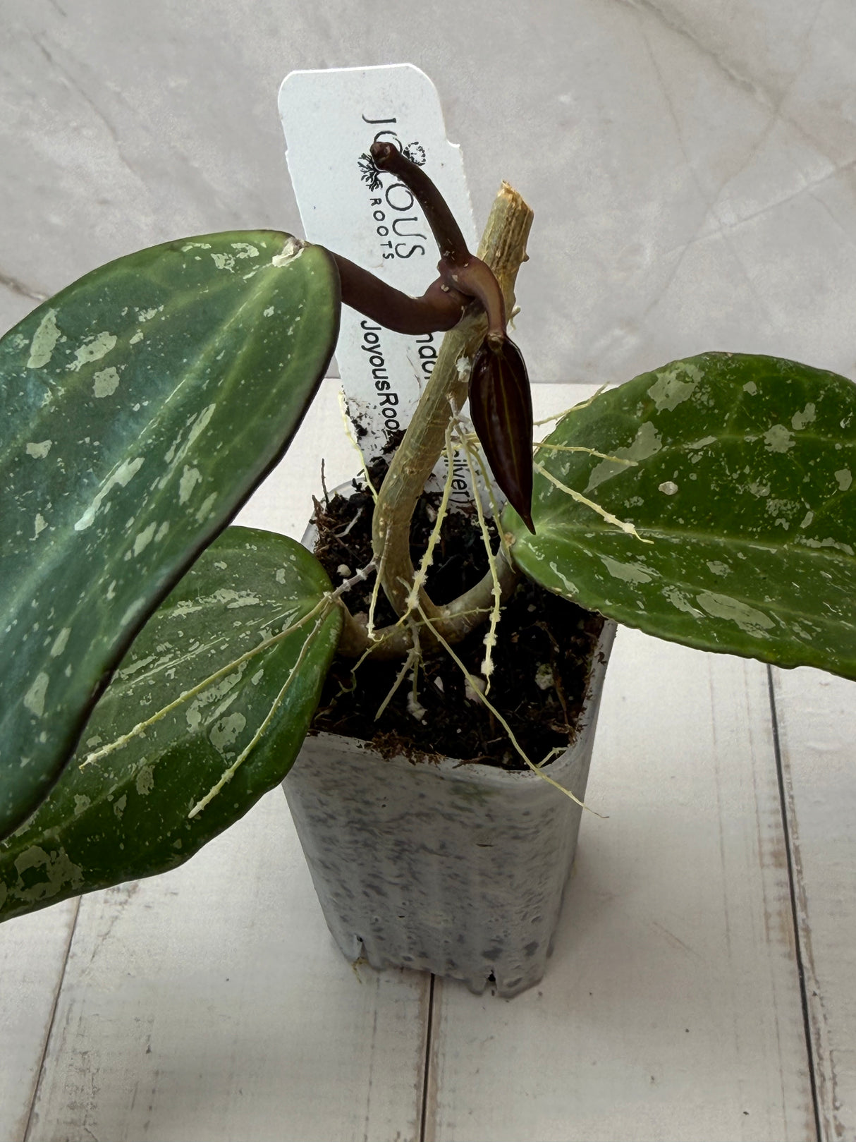 E-064 latifolia (Indonesia, silver)