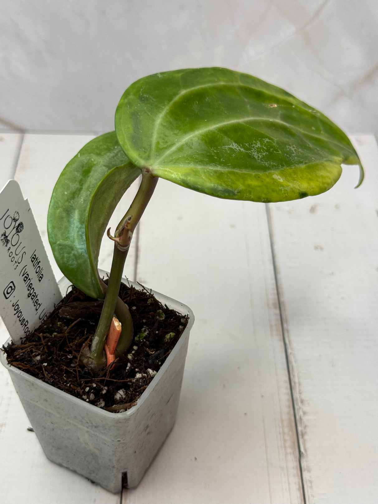 E-061 latifolia (variegated, UPTO11)