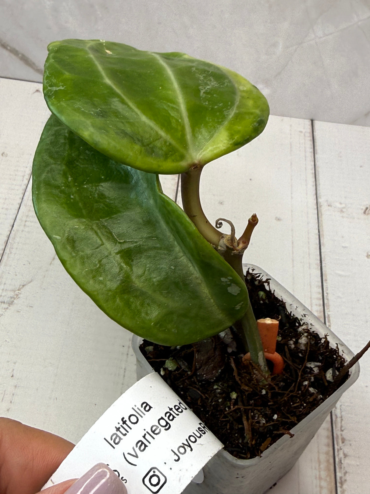 E-061 latifolia (variegated, UPTO11)