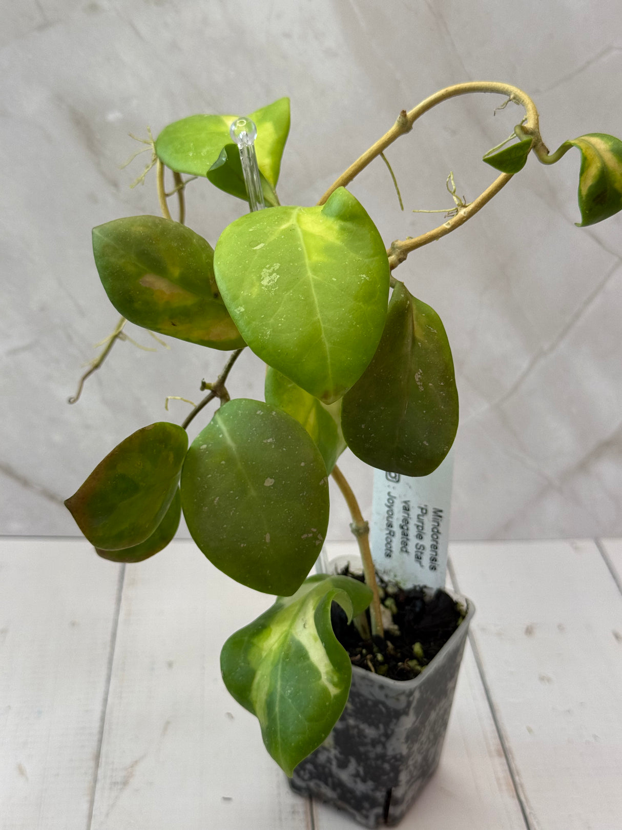 E-060 Mindorensis 'Purple Star’ variegated