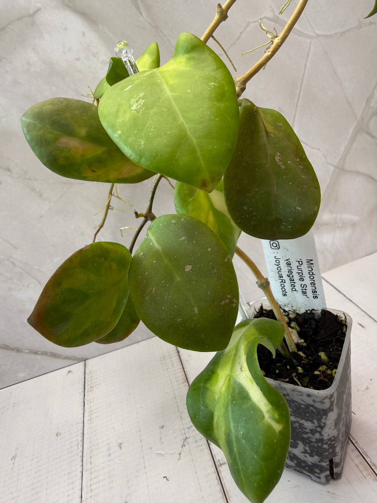 E-060 Mindorensis 'Purple Star’ variegated