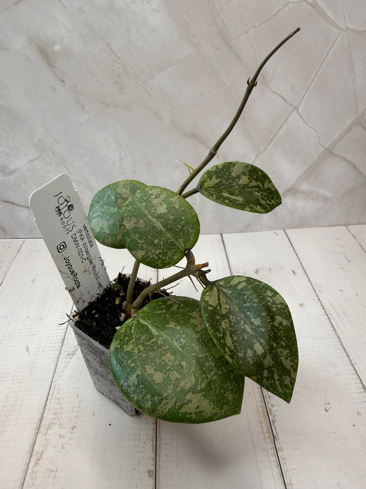 E-063 Verticillata (FKA Wibergiae 'Round Leaf)
