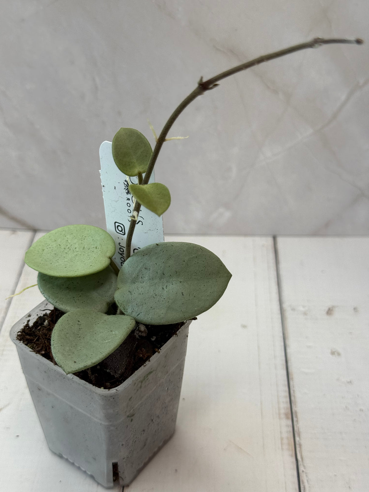 E-053 Mathilde 'Grey Fairy’