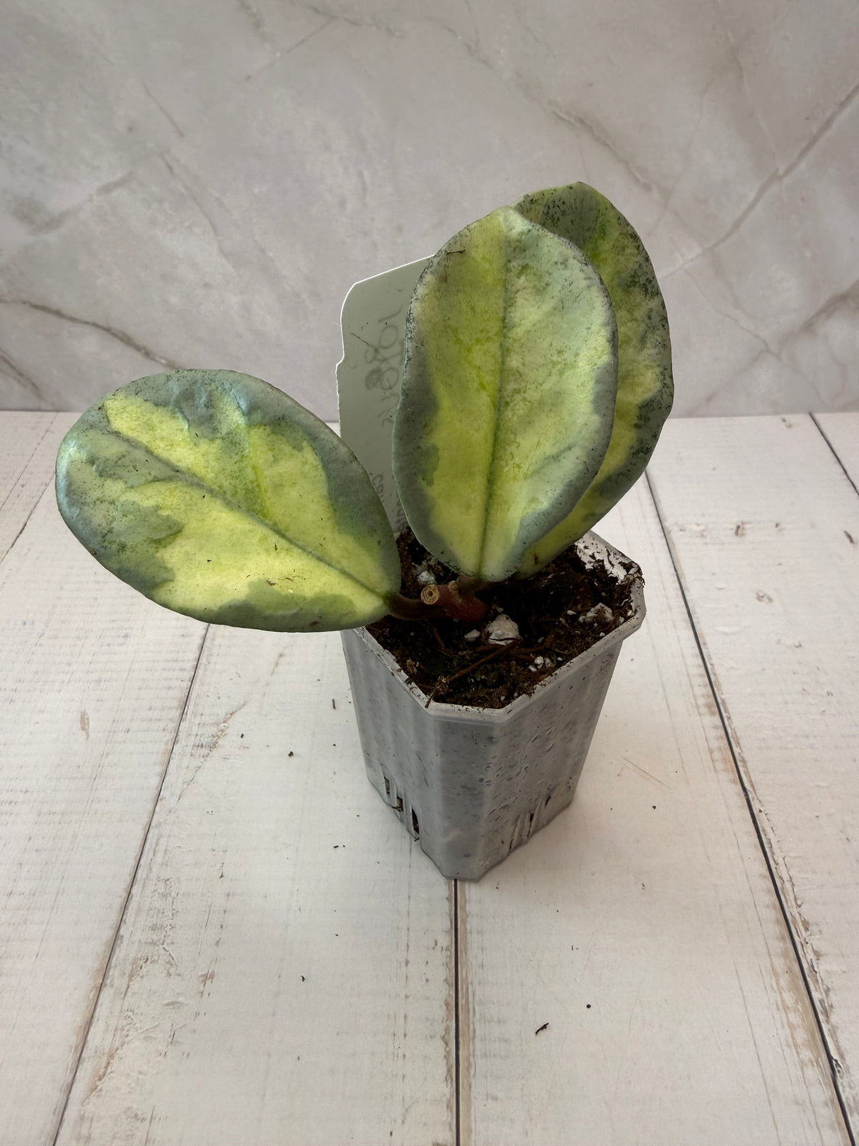 E-056 carnosa 'Argentea Princess’