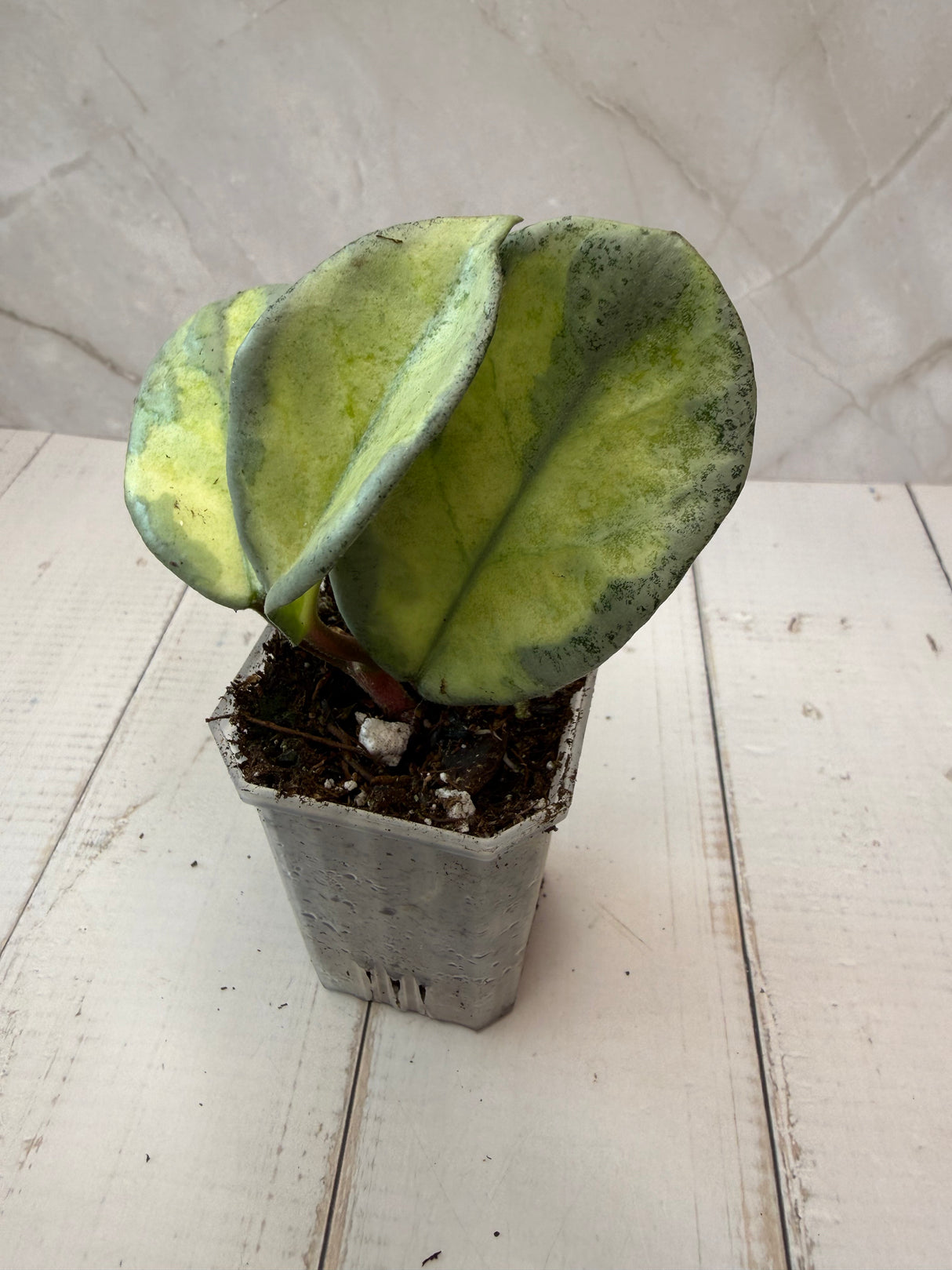 E-056 carnosa 'Argentea Princess’