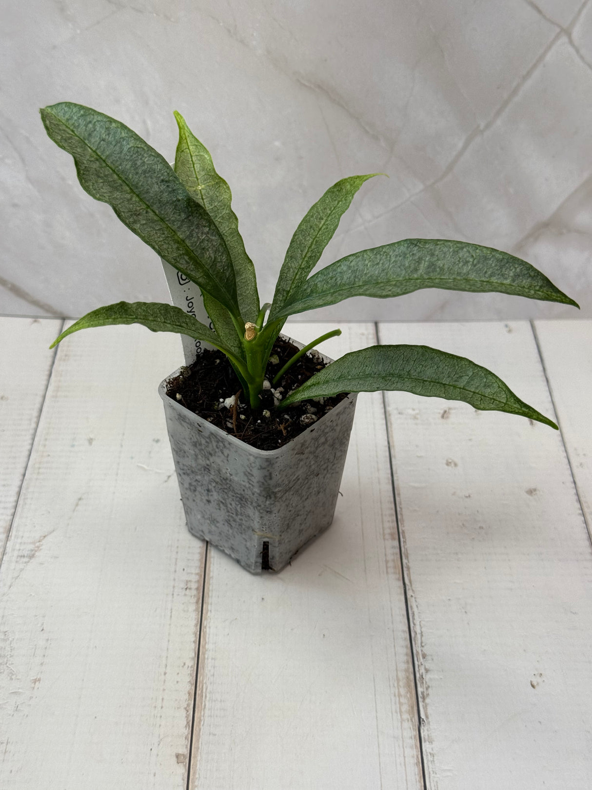 E-057 irisiae (silver)