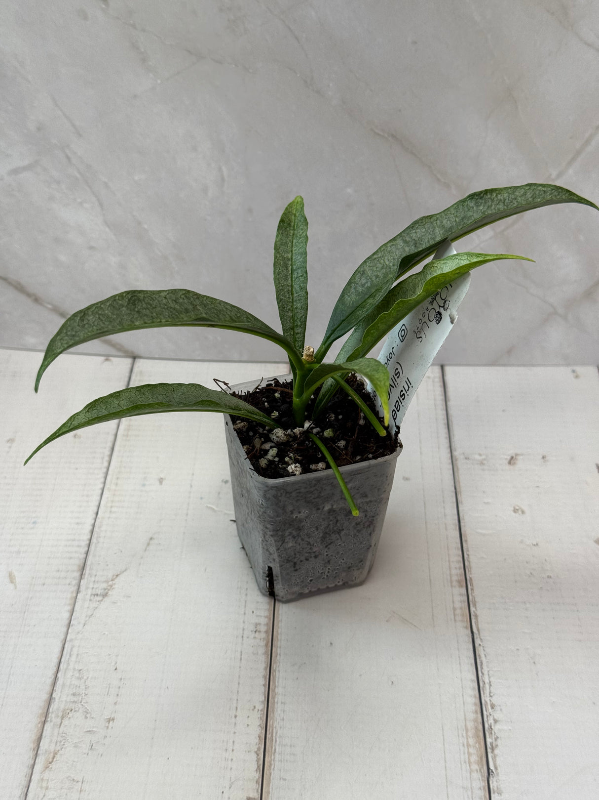 E-057 irisiae (silver)
