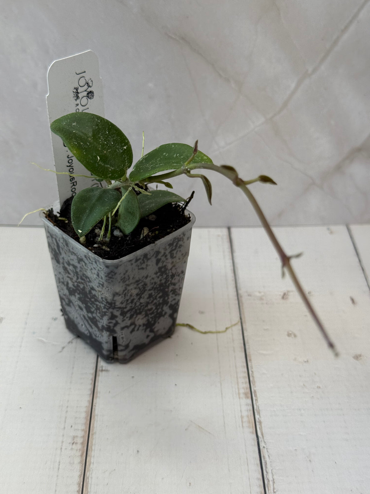 E-051 sp. Yunnan (NOID)