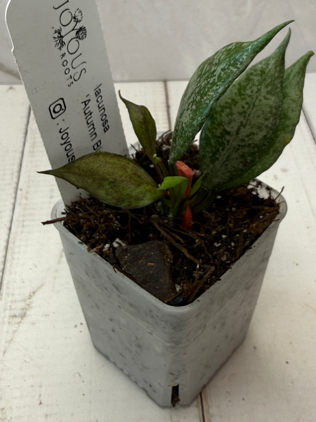 E-071 lacunosa 'Autumn Blush