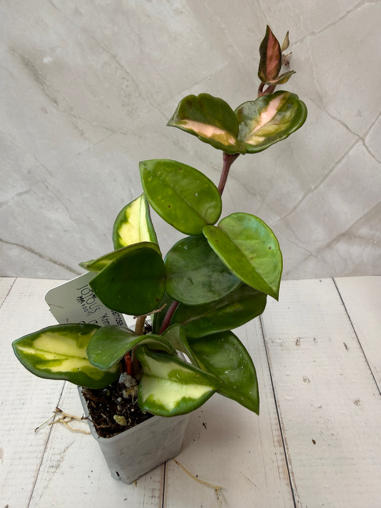 E-067 carnosa 'Krimson Princess’ (Tricolor)