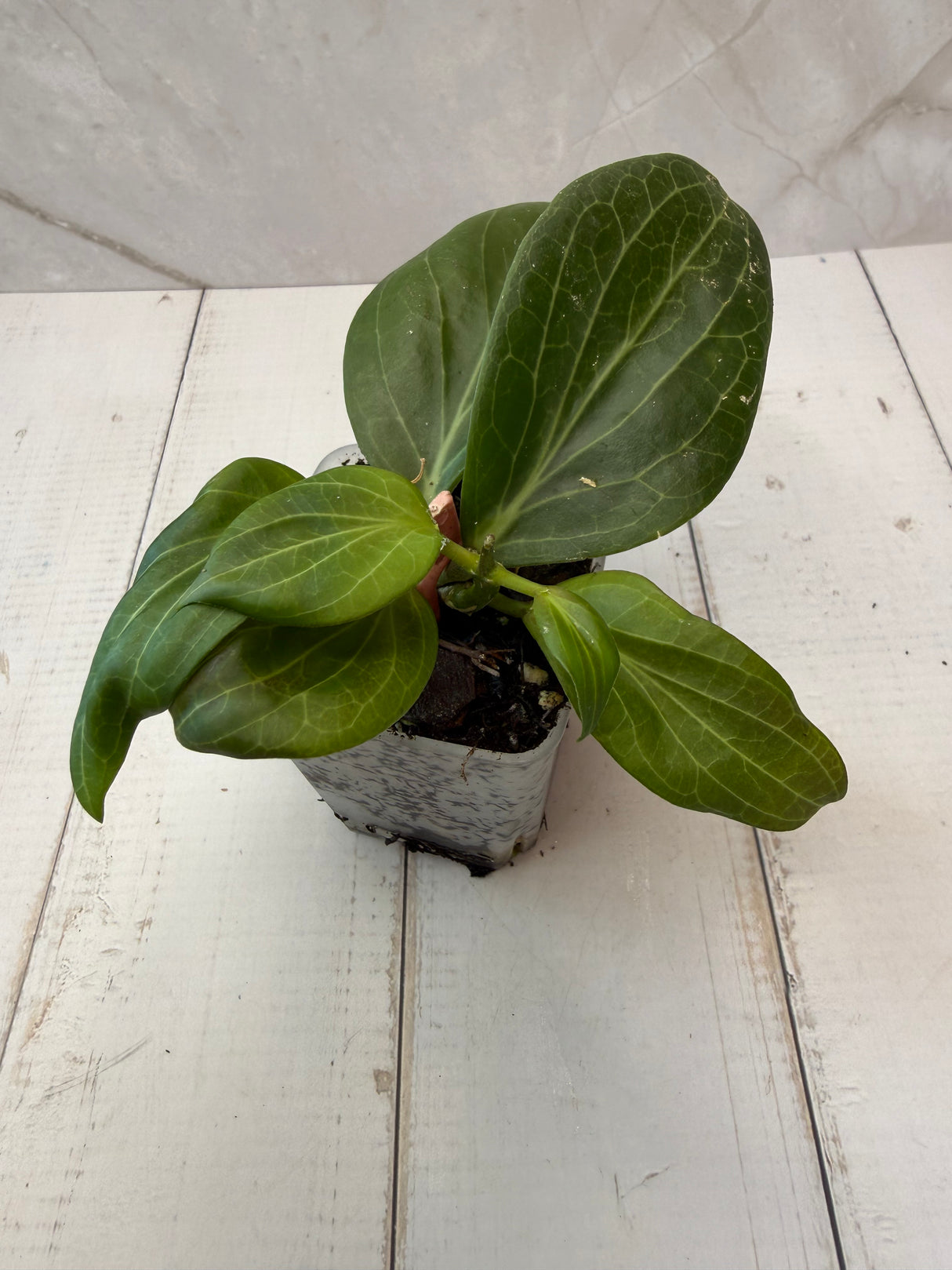 E-075 Nicholsoniae (Hellwigiana)