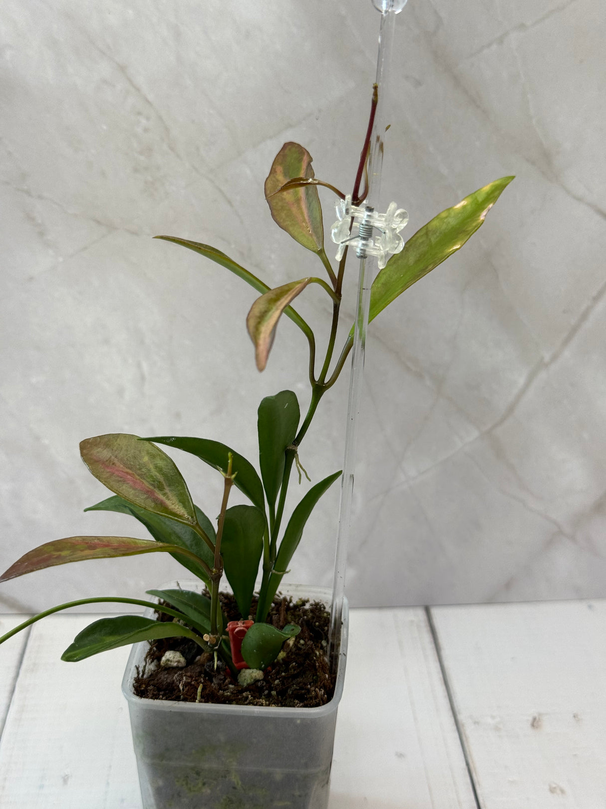 E-066 tsangil (inner variegated)
