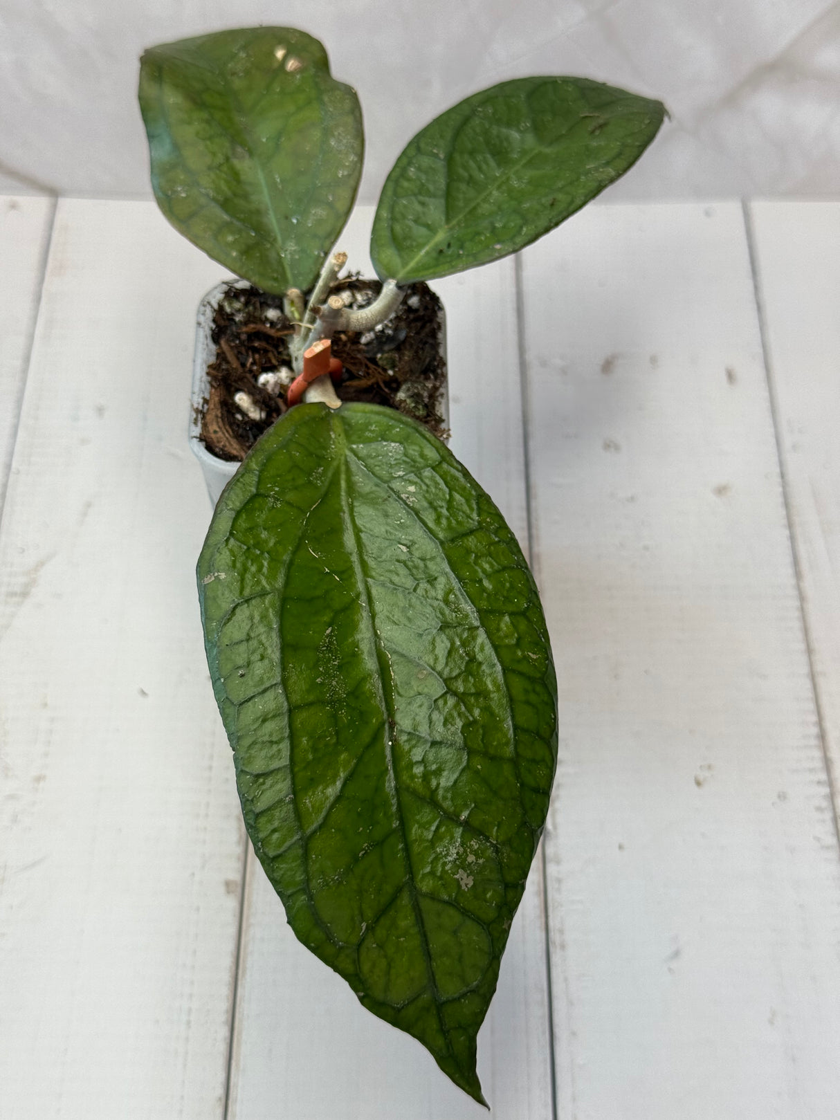 E-079 'Surisa' MB1280 (nicholsoniae x Goldeneye)