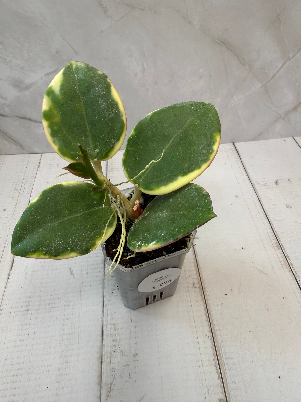 E-076 para outter variegated