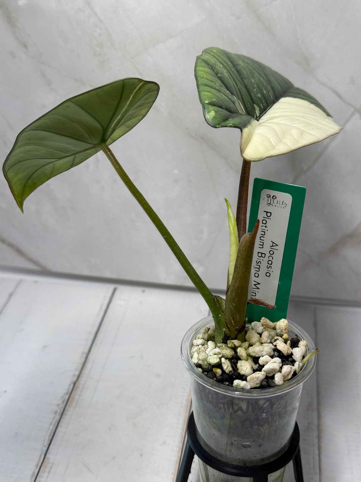 E-224 Platinum Bisma Mint