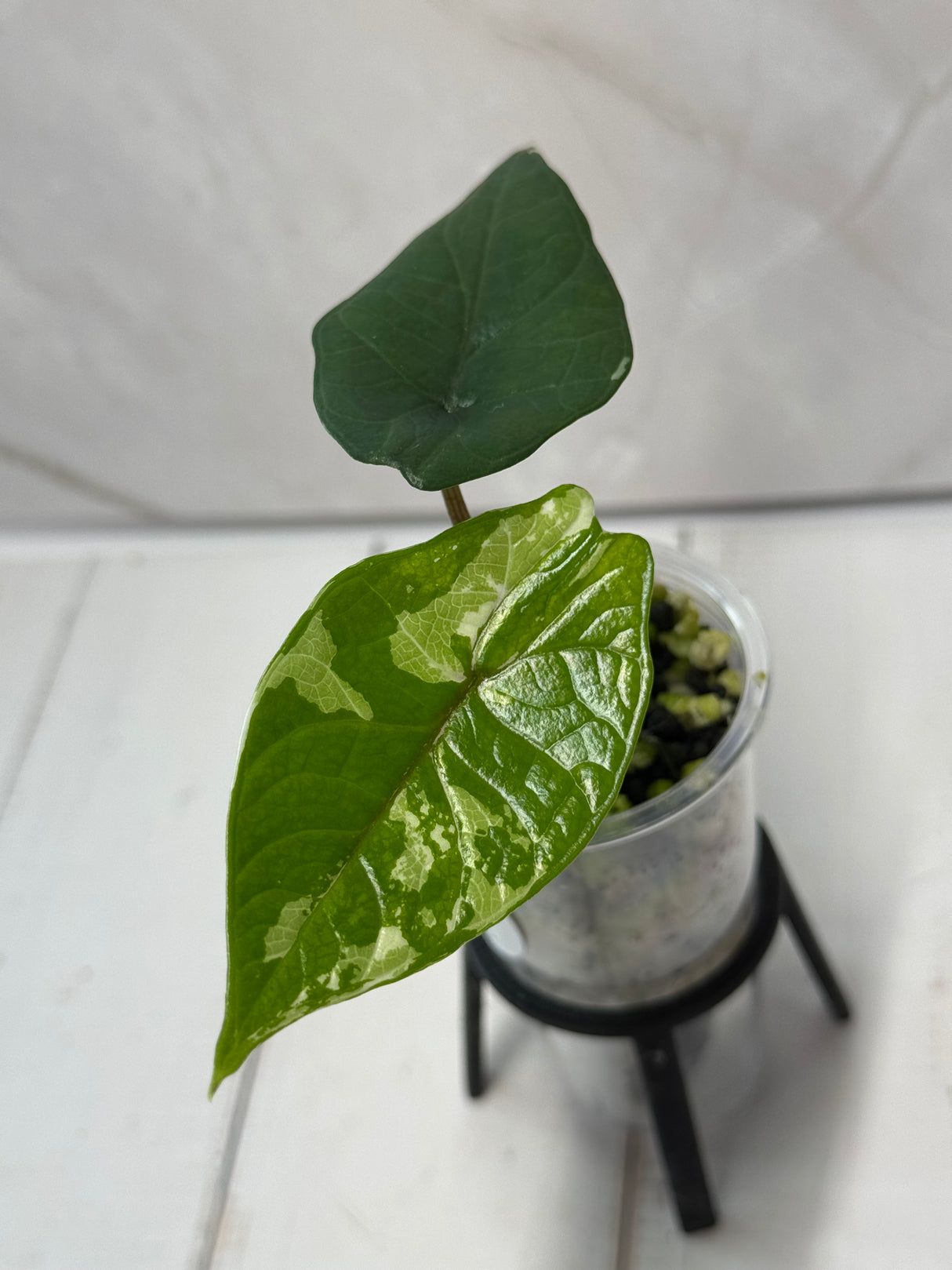 E-226 Scalprum Albo