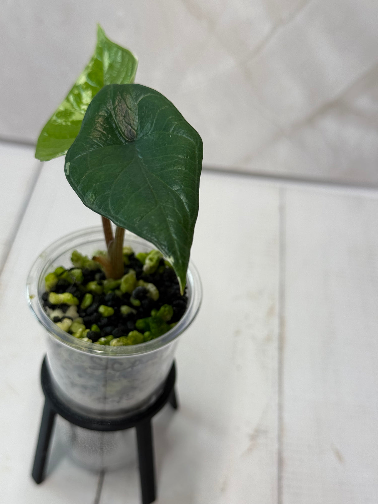E-226 Scalprum Albo