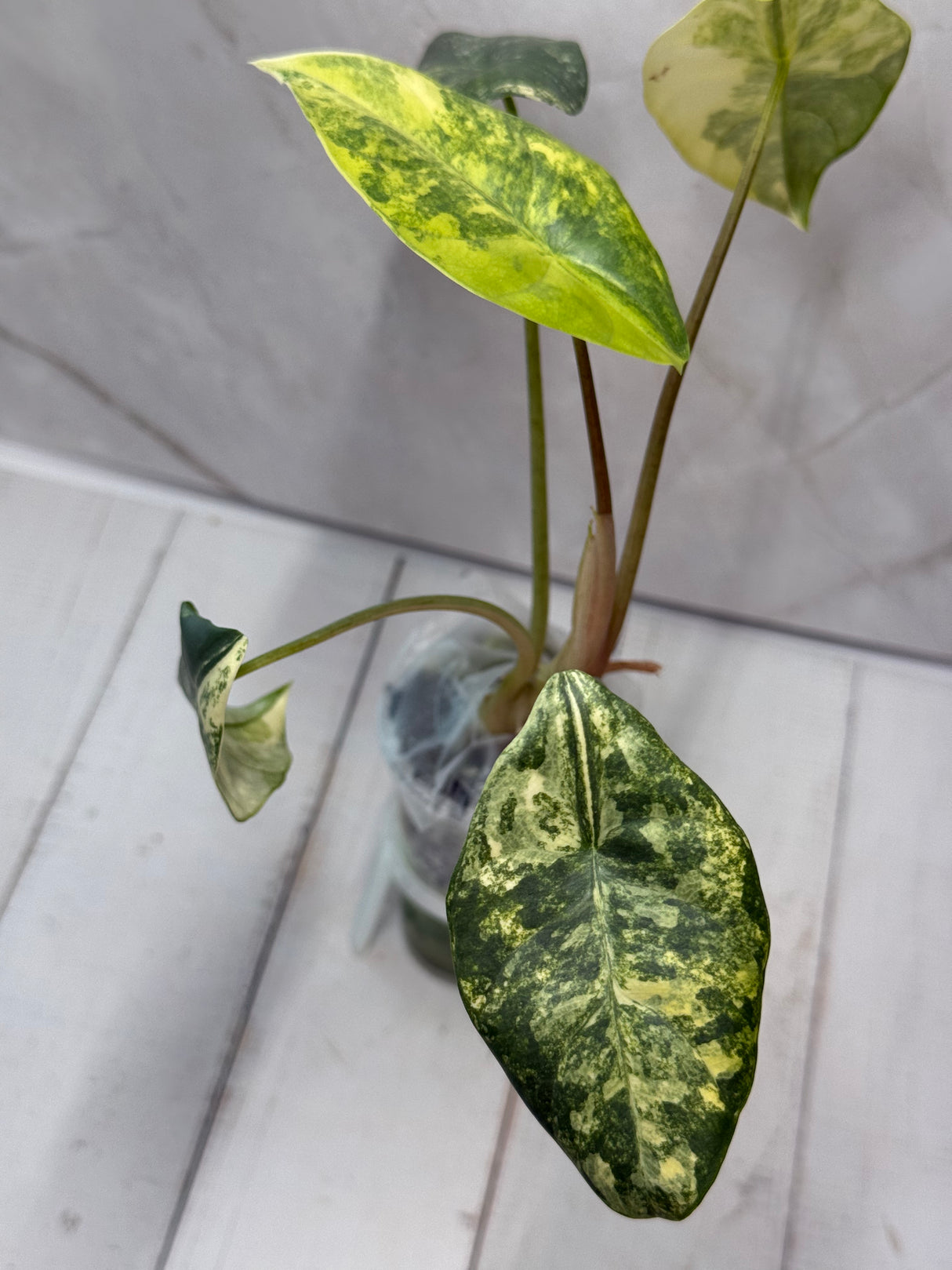 E-230 Perakensis Variegated