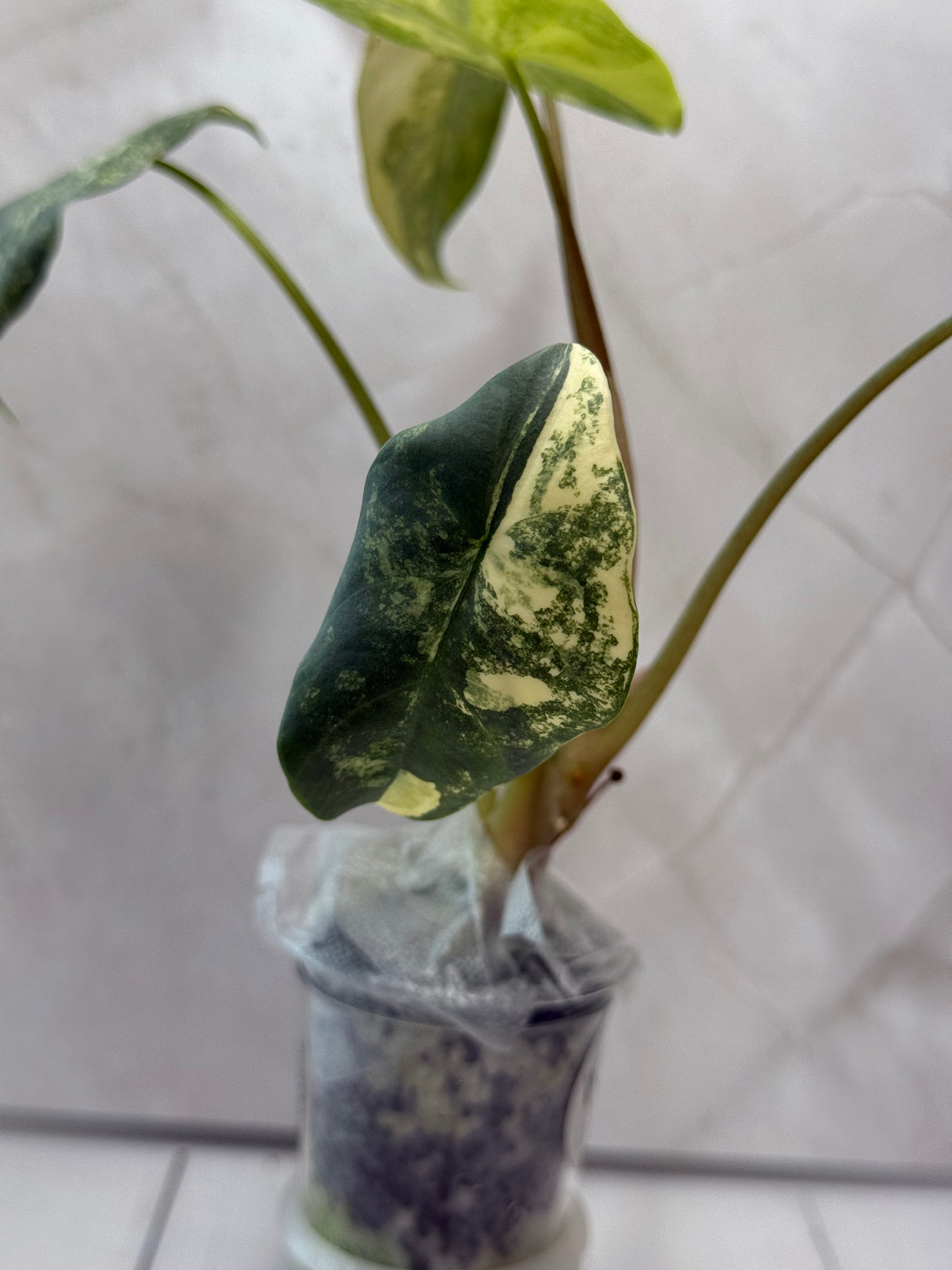 E-230 Perakensis Variegated