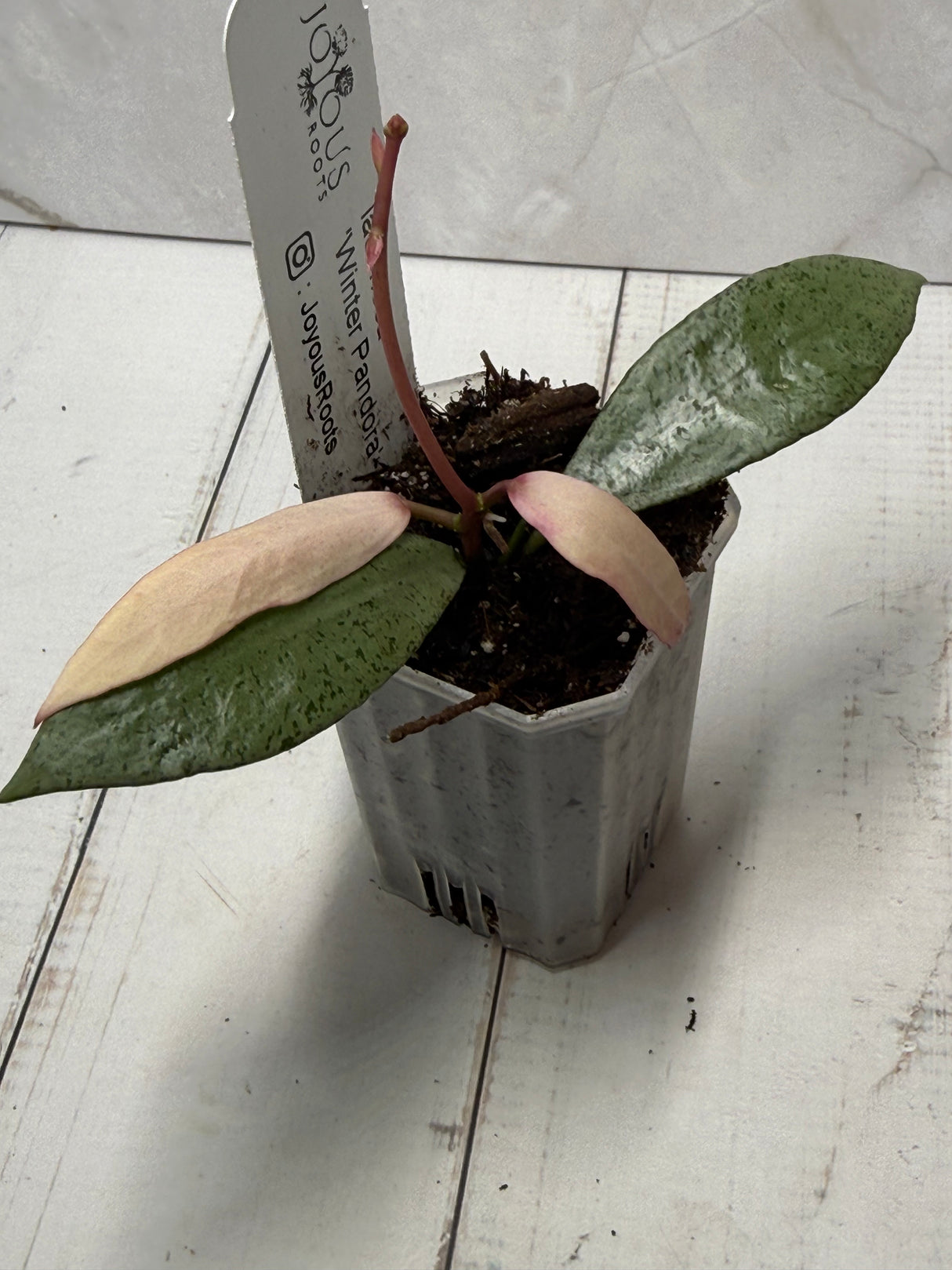 E-235 lacunosa 'Winter Pandora'