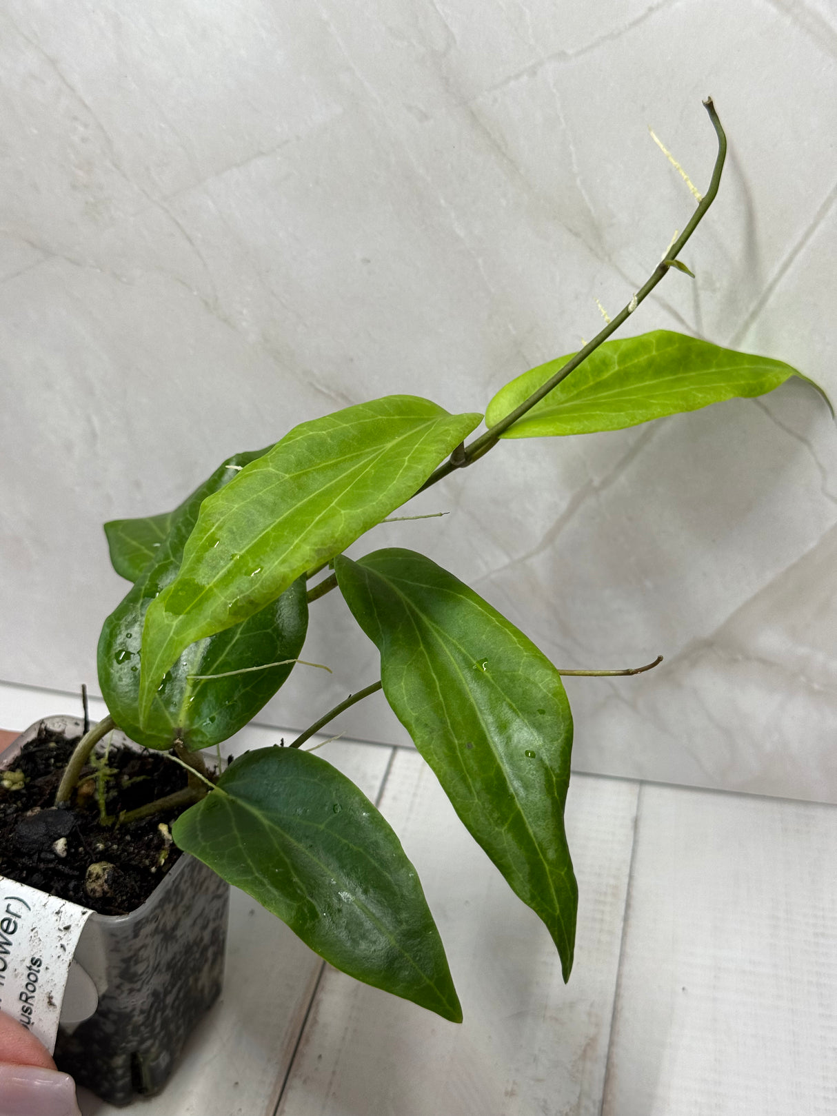 E-301 soligamiana (yellow flower)