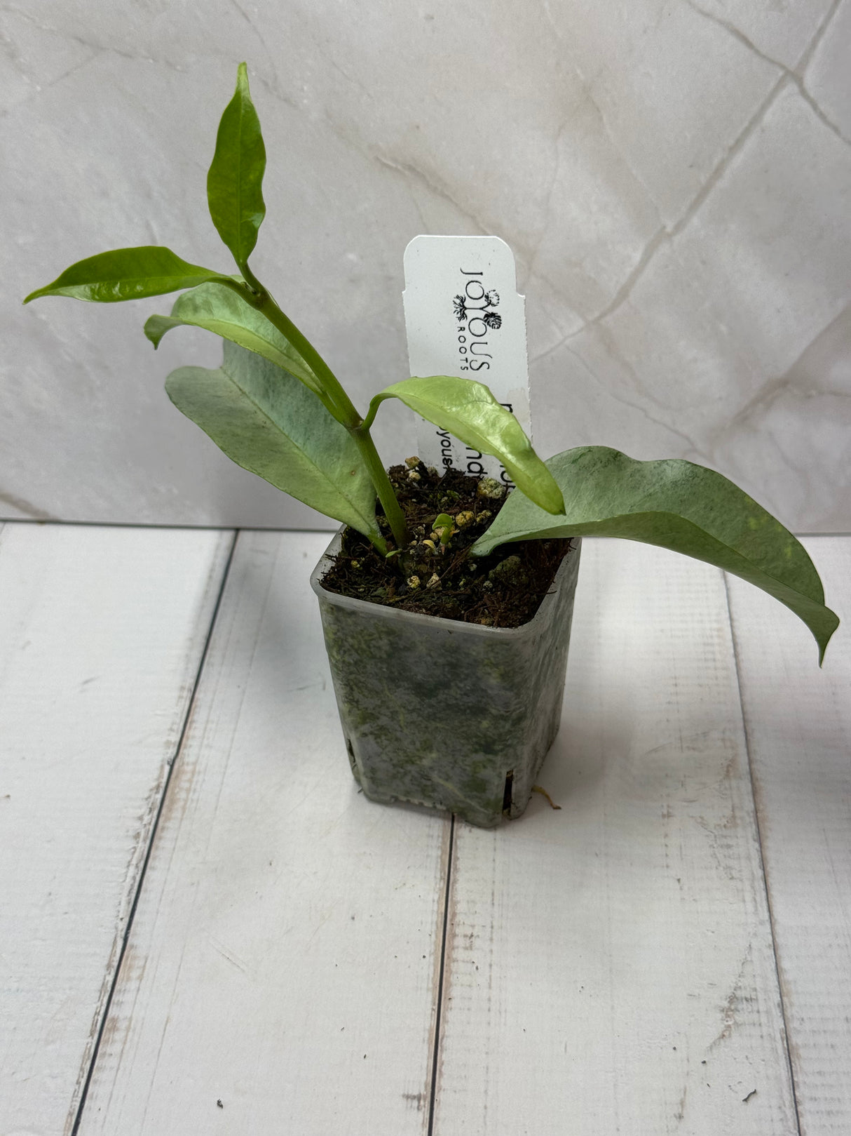 E-239 multiflora 'Wonderphil"