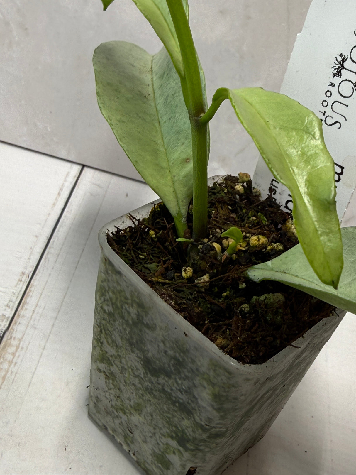 E-239 multiflora 'Wonderphil"