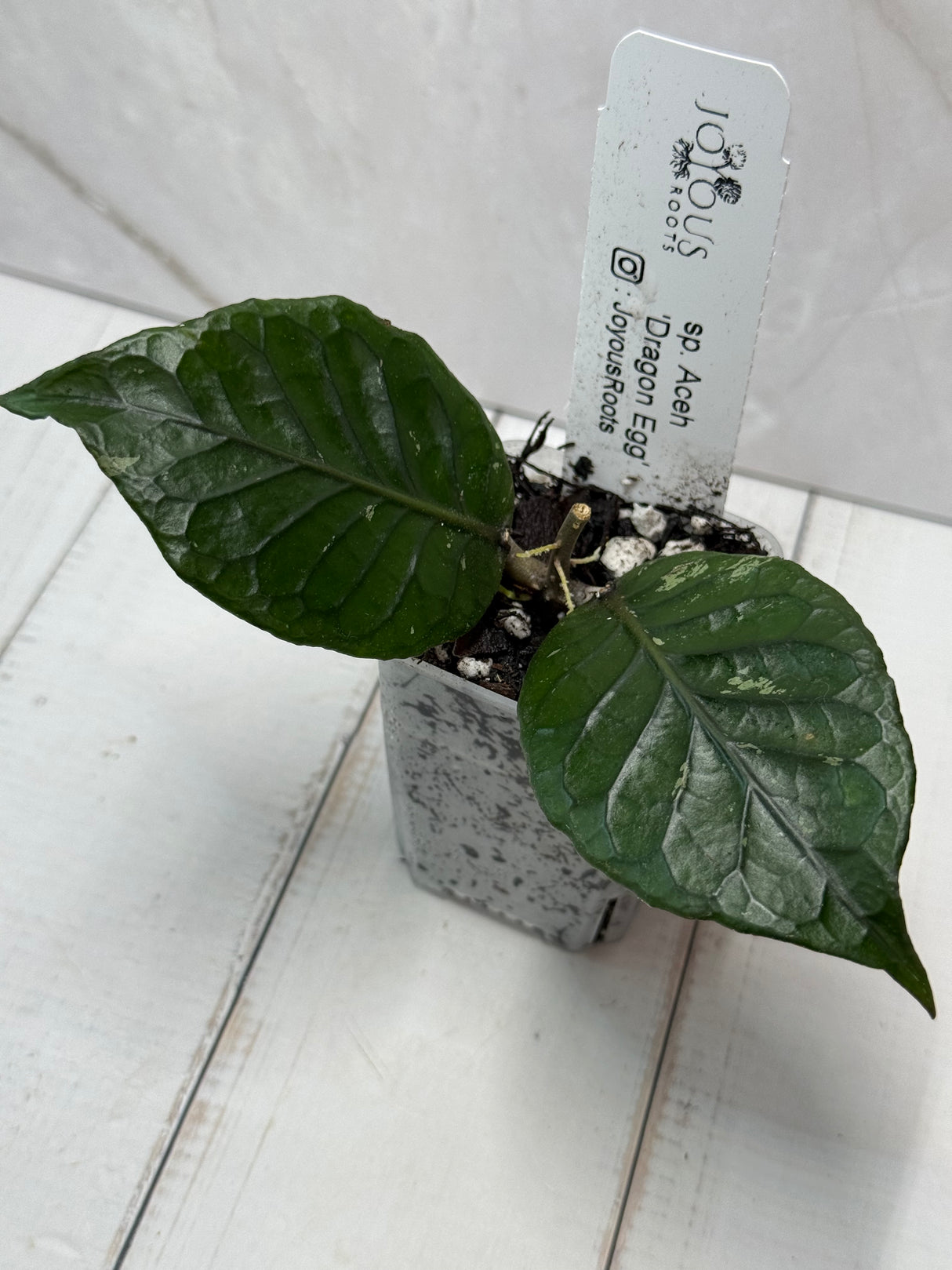 E-305 sp. Aceh 'Dragon Egg'
