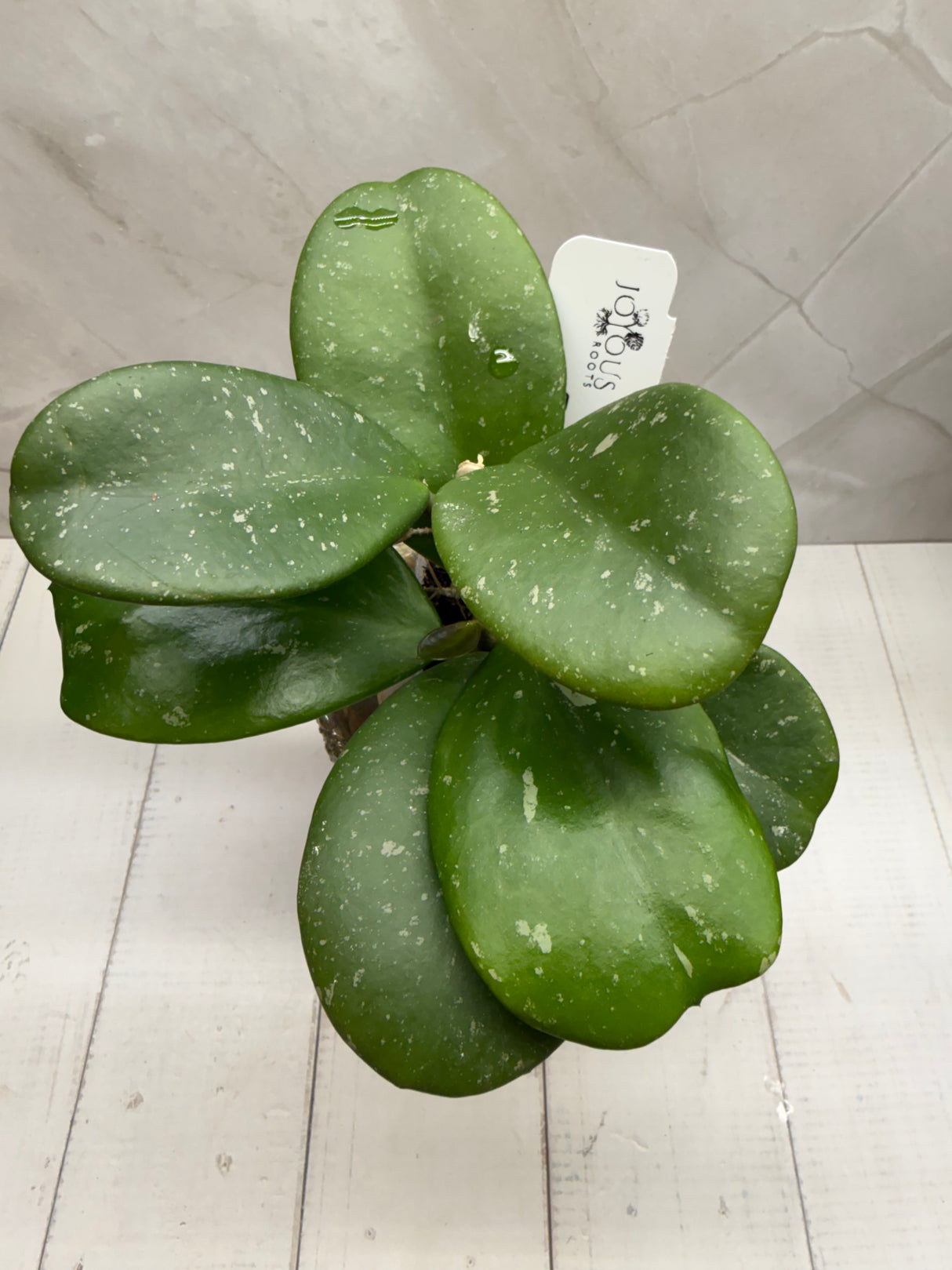 WE-062 pubicalyx (red) x kerrii (splash)