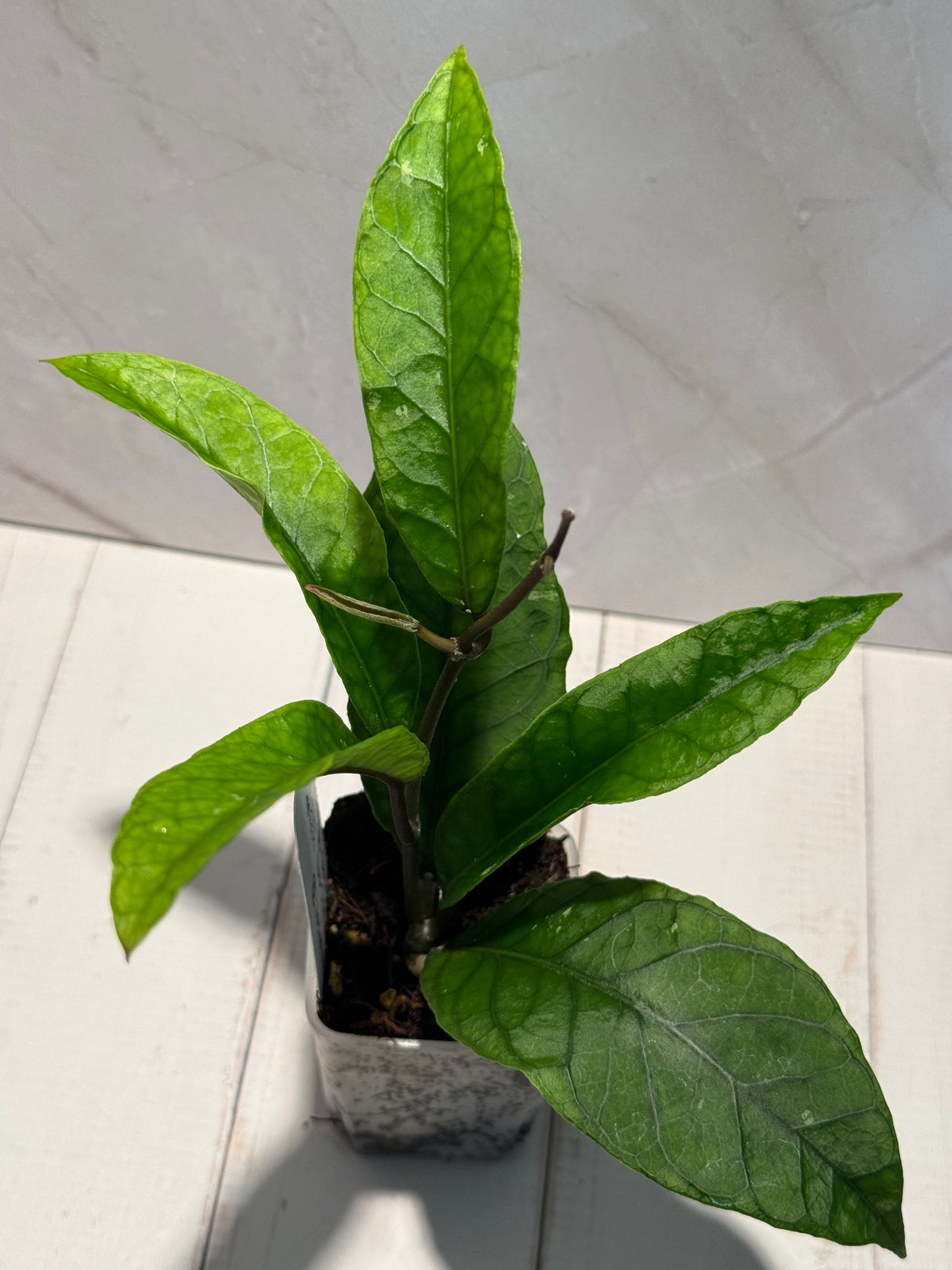 D-188 sp. Gayo Lues NAPC027