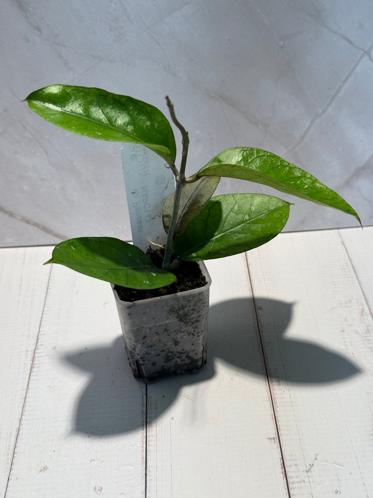 D-463 sp. Penosan NAPC147