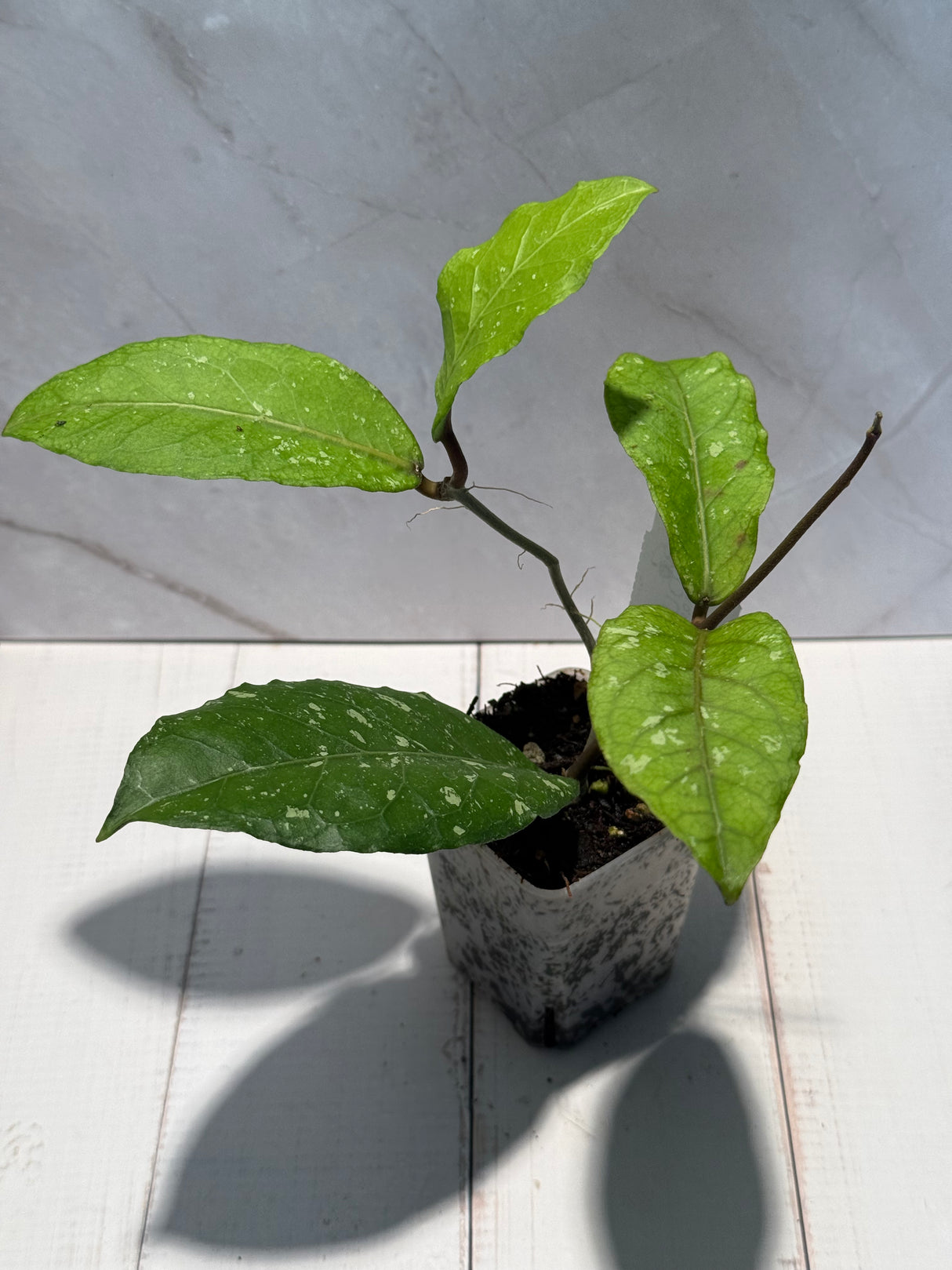 D-450 sp. Sih Seak NAPC156