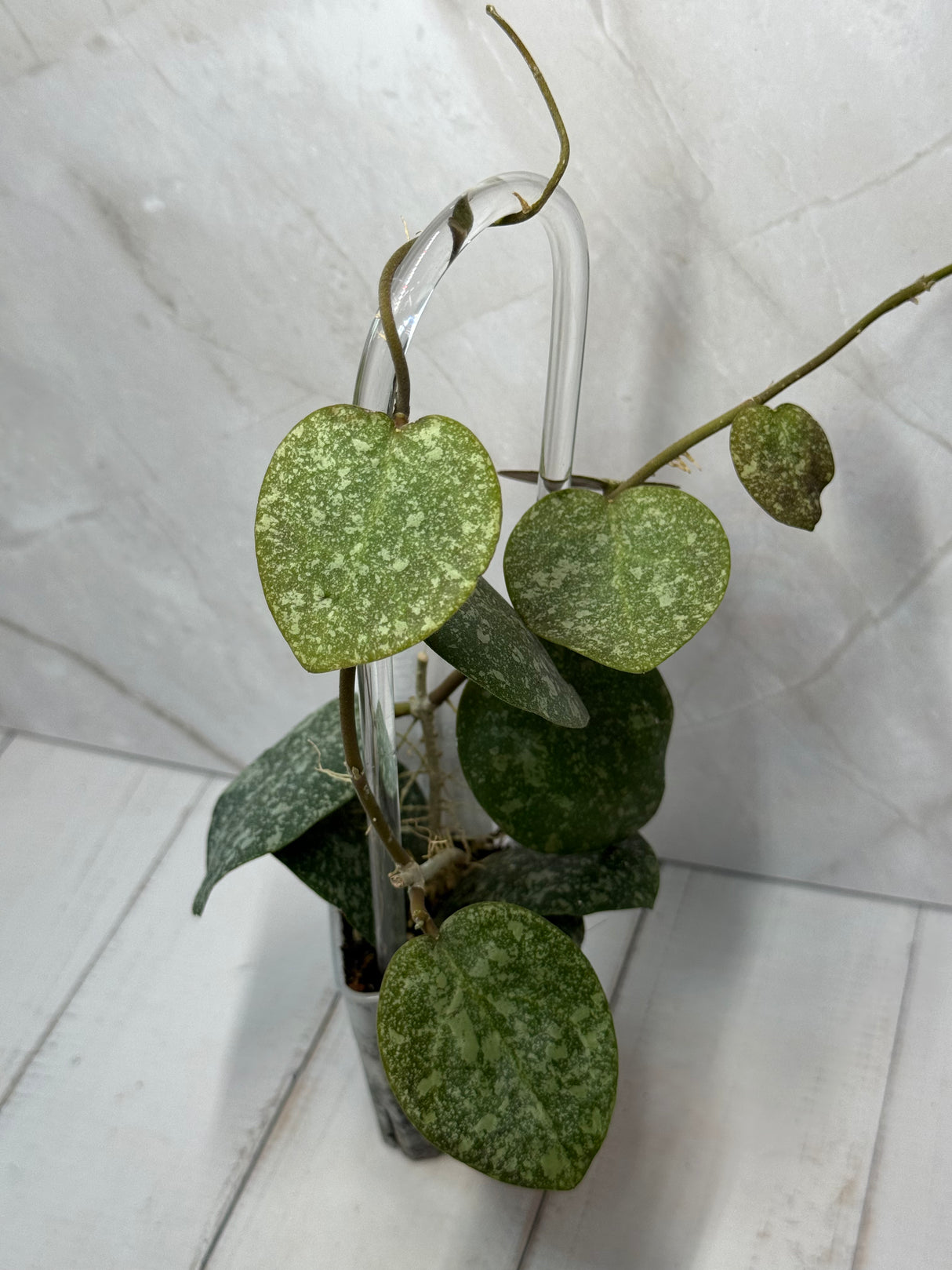 E-428 elliptica x imbricata