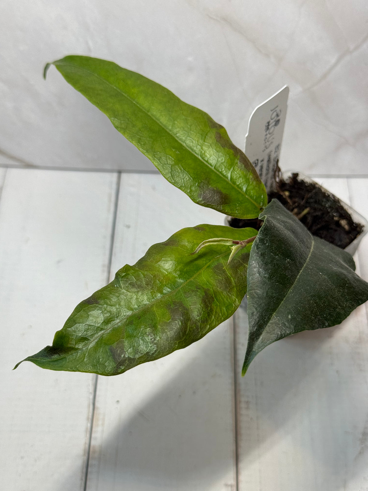 D-388 B2 'Srikandi NAP (wallichii (red) x versteegii)