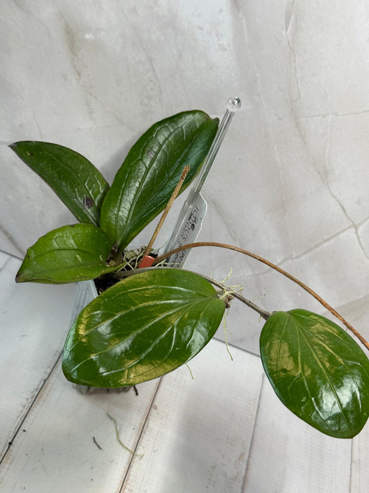 E-464 LP013 (erythrina x waymaniae)