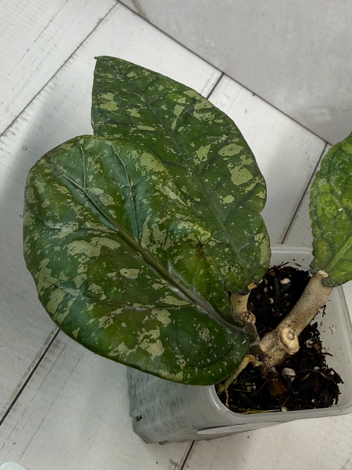 E-466 sp. Aceh Exotica