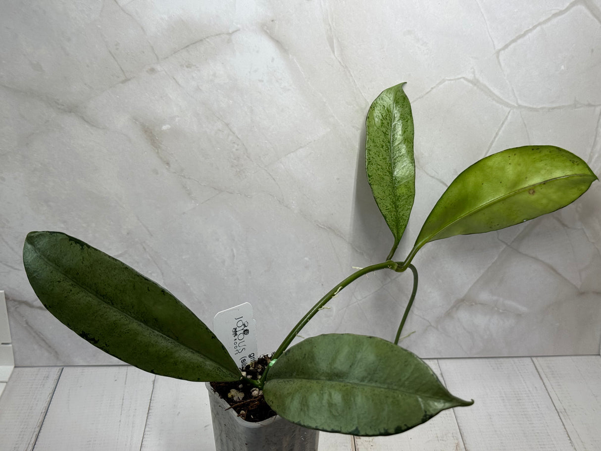 E-482 griffithii (silver, clone 1)