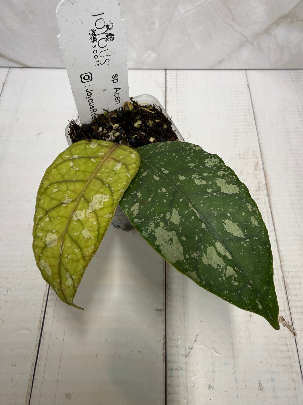 E-483 sp. Aceh Exotica